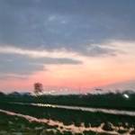 Amel Amel Profile Picture