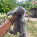 Angela Fufu Profile Picture