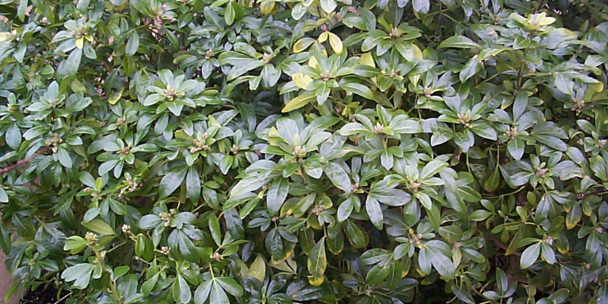 Wachstumshormon