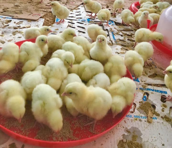 Raising Capital For Poultry Farming