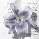 flo floreziu Profile Picture