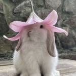 aly rin Profile Picture