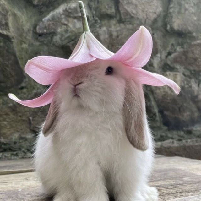 aly rin Profile Picture