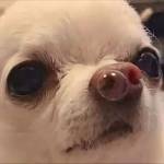 Milk Pie Profile Picture