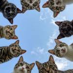 Mang Min Profile Picture