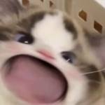 luna majohly Profile Picture