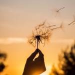 dandelion Profile Picture