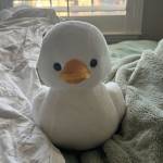 olivia noveea Profile Picture