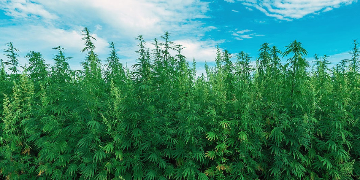 Gelato THCa: The Sweet, Smooth High Every Connoisseur Deserves