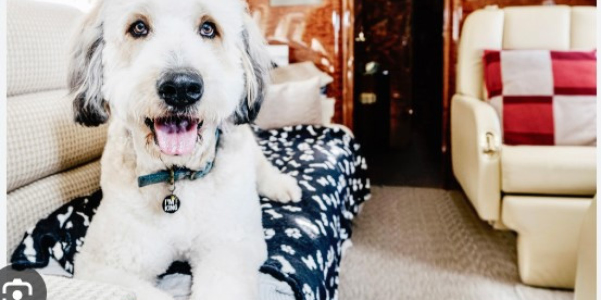 帶寵物去旅行：香港寵物入境檢疫全攻略