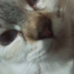 Zain Rizq Profile Picture